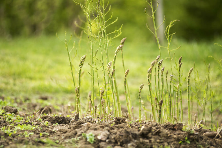 Asparagus Production And Growth In Australia During 2019   Plant Asparagus 768x512 