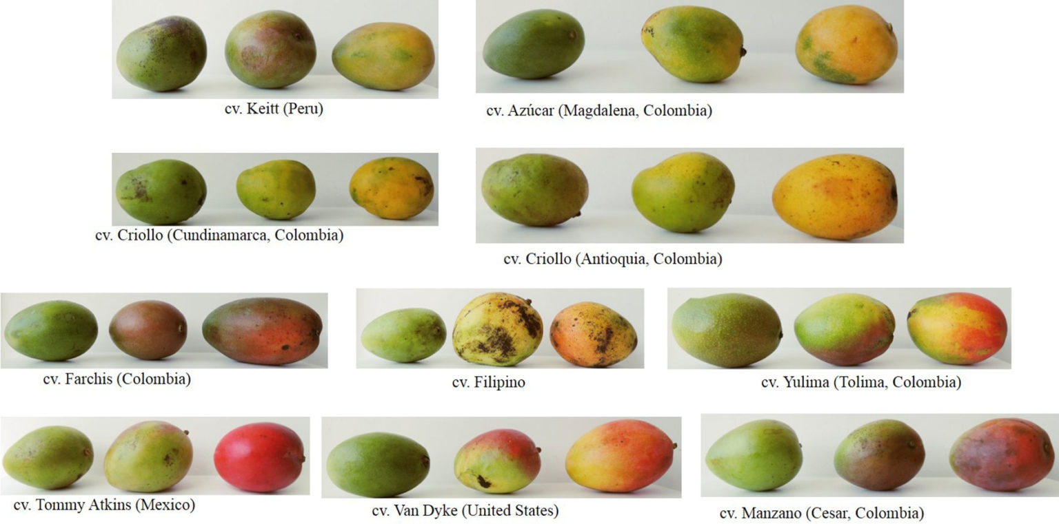 Mangoes Production in Australia (2019) Orchardtech