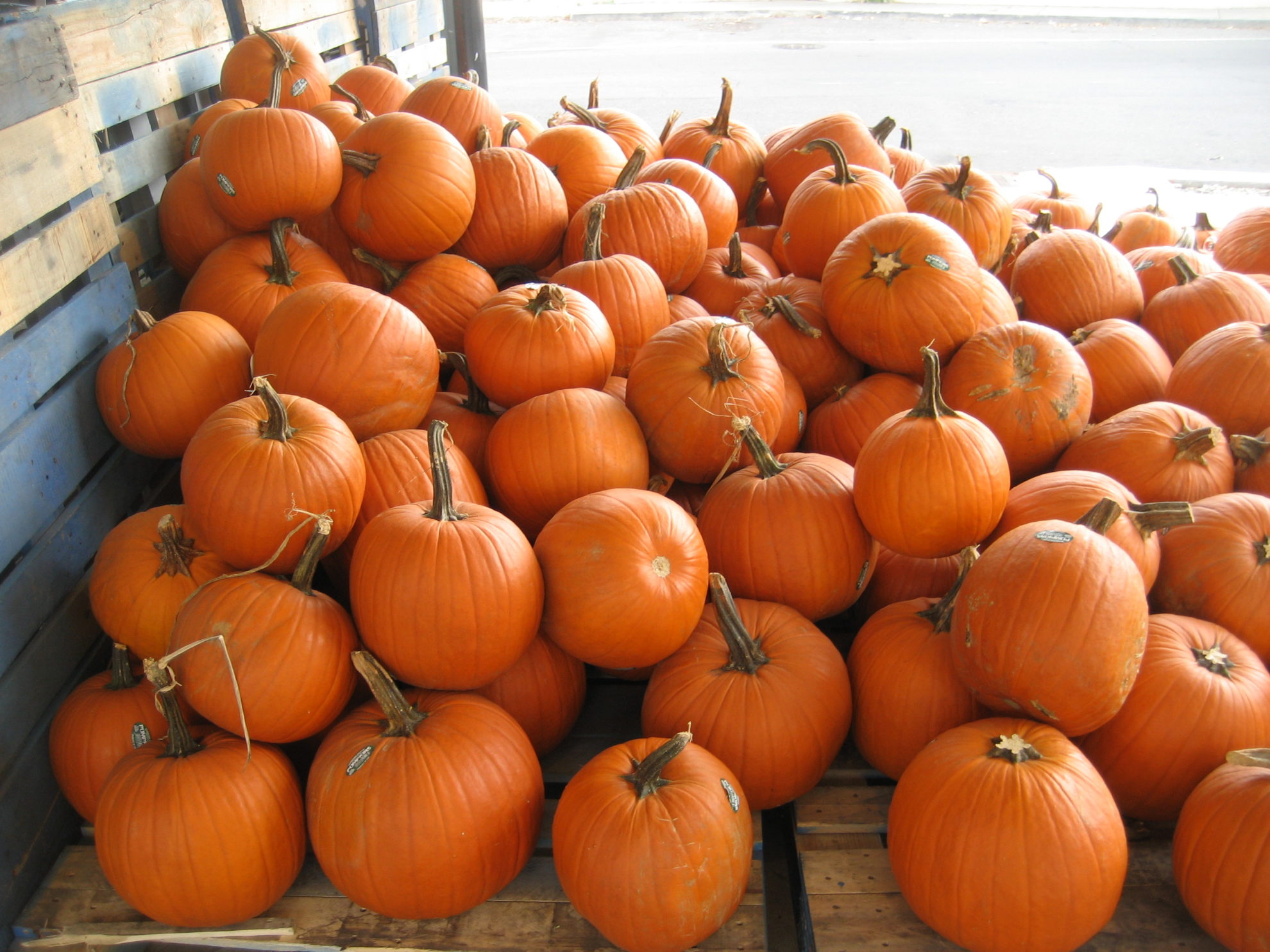 pumpkins-production-in-australia-2019-orchard-tech