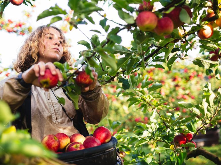 The Australian Harvest Calendar (2021) Orchard Tech