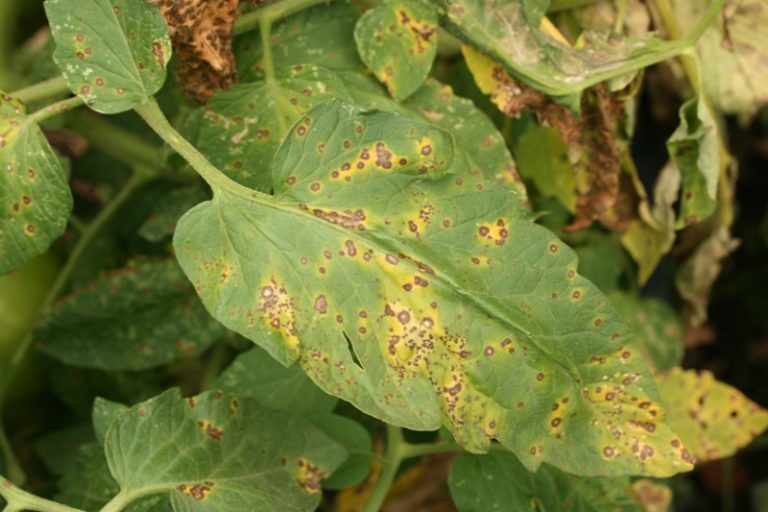 Tool Created for Spotting Yellow Leaf Spot Disease - Orchard Tech