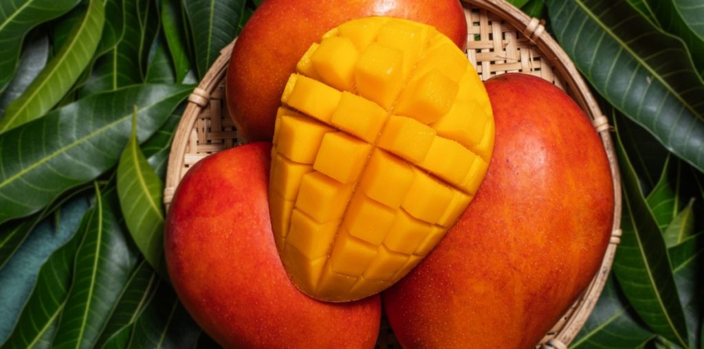 Mango Season Underway in Australia Orchard Tech