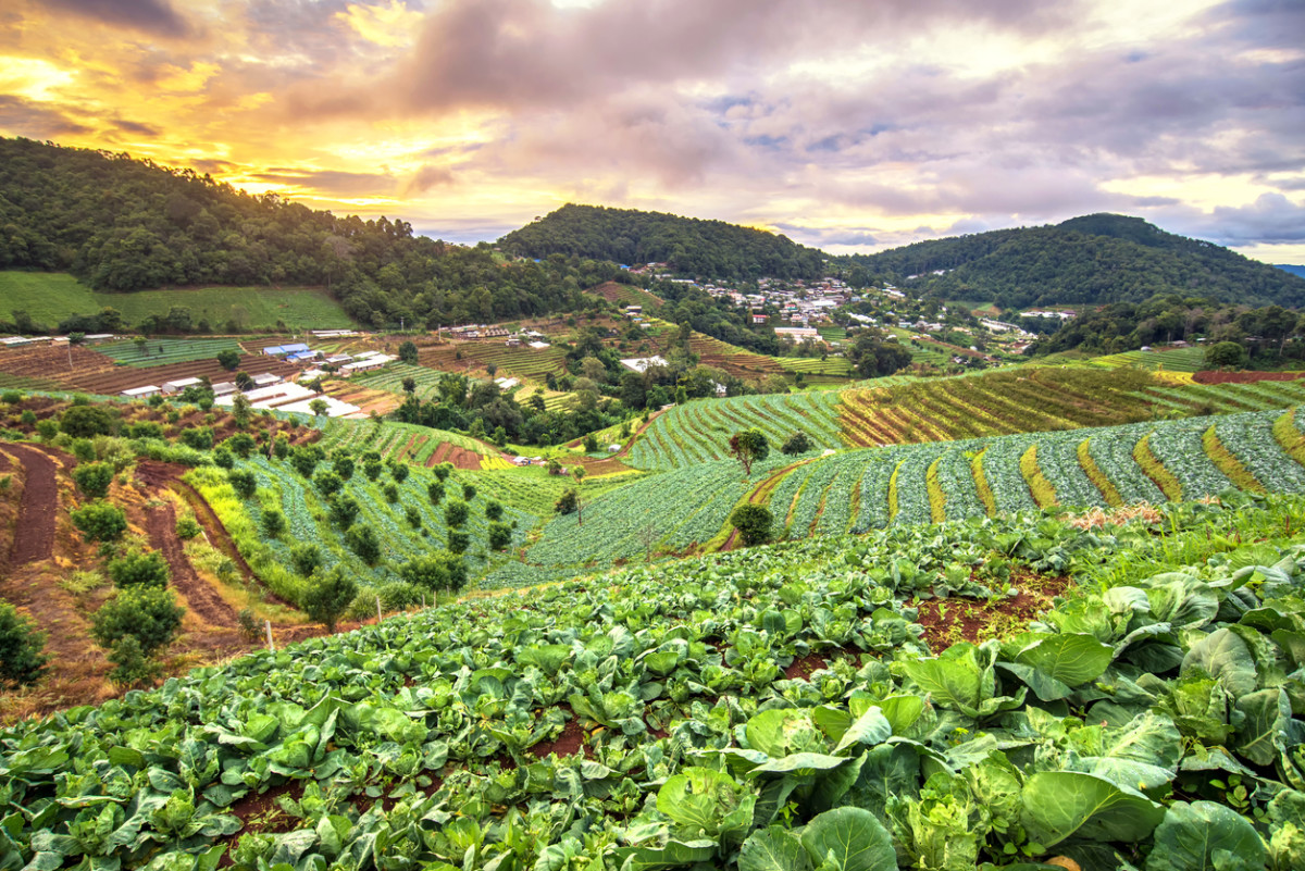 Australia In Need Of Sustainable Agriculture Policy Orchard Tech