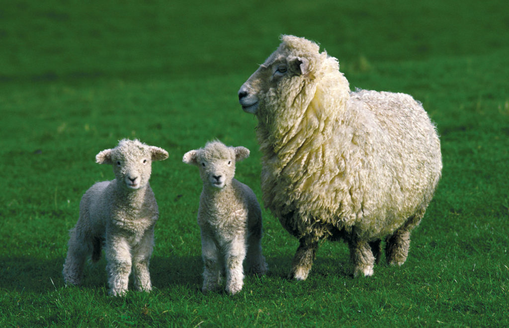 Should Lamb be Sold through Direct Channels? - Orchard Tech