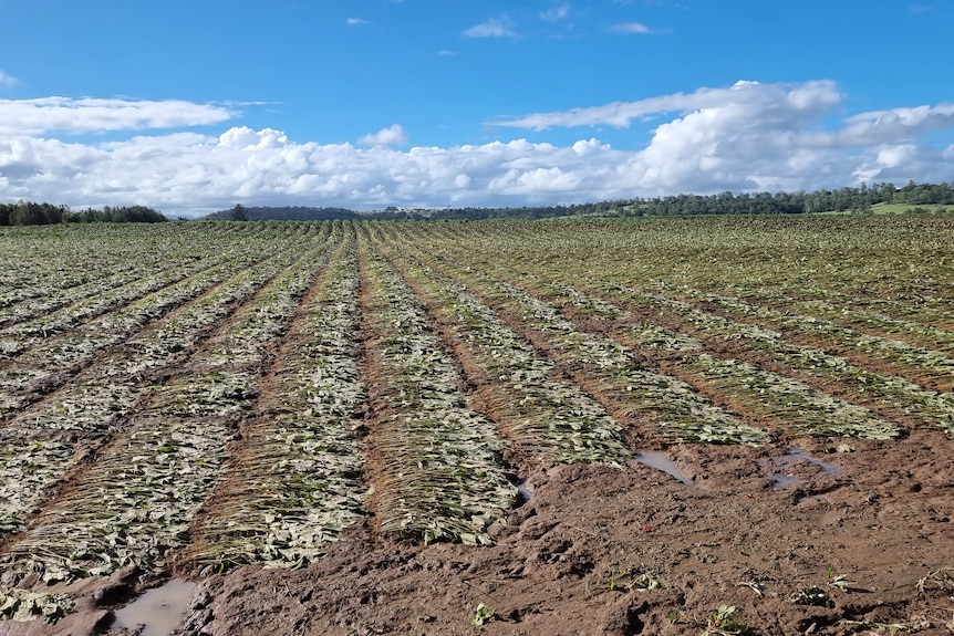 Farmers Fight For 75 000 Flood Disaster Grants Orchardtech