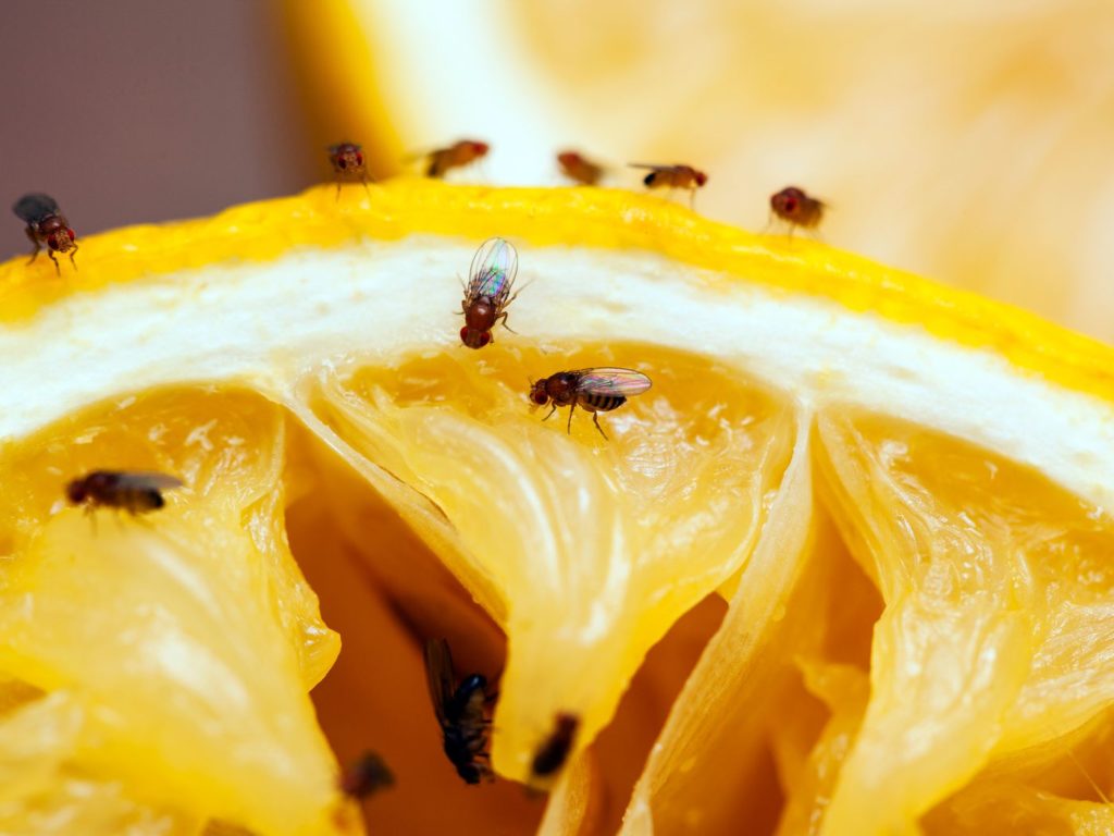 Good Orchard Hygiene to Break Fruit Fly Cycle - Orchard Tech