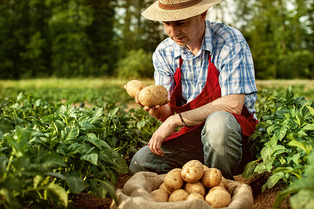 Potato Farmers Warn of Exodus due to Stagnant Prices - Orchard Tech